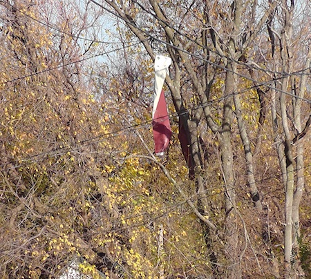 Joplin Stuff in Trees